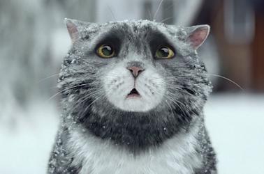Mog the cat